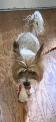 Found/Stray Male Dog last seen Sutphin Road, Sanford, NC 27330