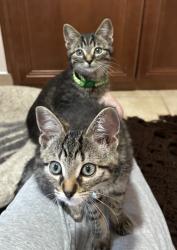 Found/Stray Unknown Cat last seen Near 10050 6th Ave N, Plymouth, MN 55441, Plymouth, MN 55441