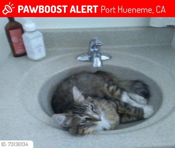 Lost Male Cat last seen Anne Drive, Port Hueneme, CA 93041