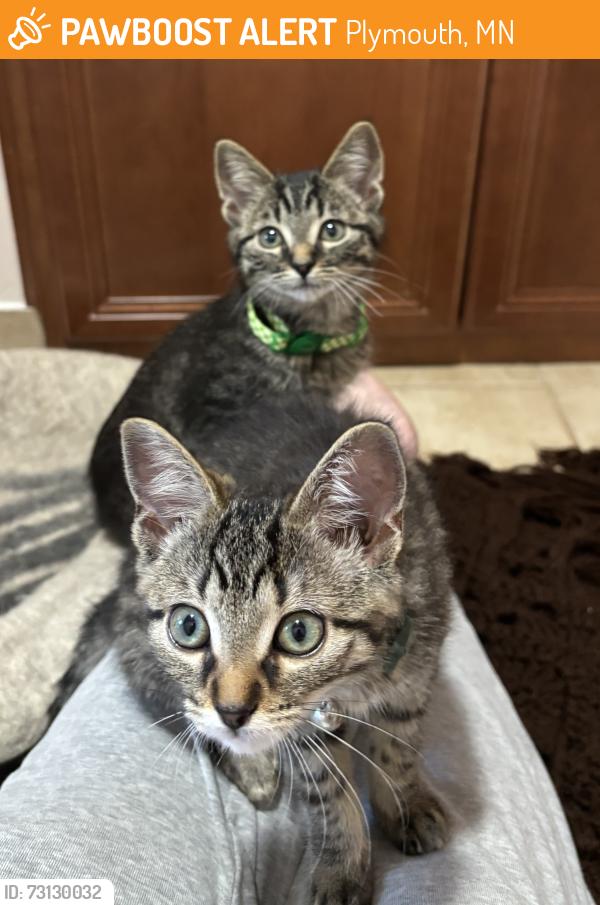Found/Stray Unknown Cat last seen Near 10050 6th Ave N, Plymouth, MN 55441, Plymouth, MN 55441