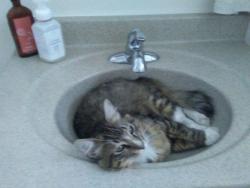 Lost Male Cat last seen Anne Drive, Port Hueneme, CA 93041