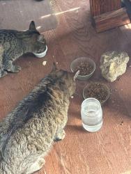 Lost Female Cat last seen Pontiac rugar, Janesville, WI 53545