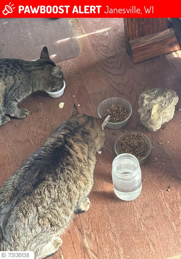 Lost Female Cat last seen Pontiac rugar, Janesville, WI 53545
