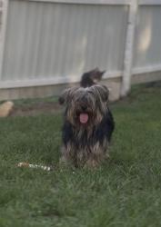 Lost Male Dog last seen Near st w and Olive ave, Lehigh Acres, FL 33971