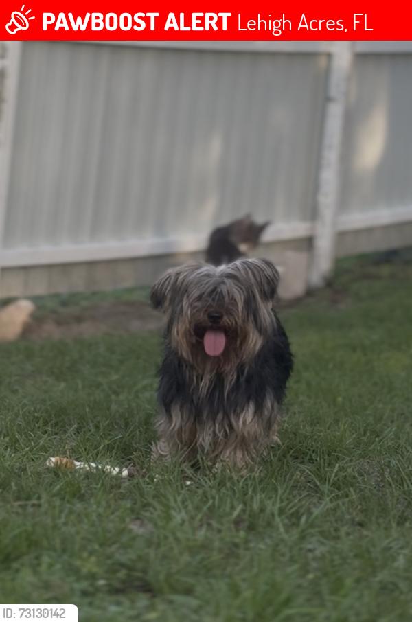 Lost Male Dog last seen Near st w and Olive ave, Lehigh Acres, FL 33971