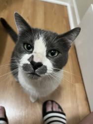 Found/Stray Male Cat last seen 76th Street and West Lapham Street, West Allis, WI 53214