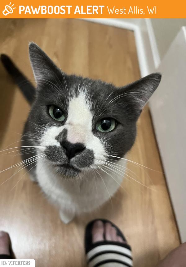 Found/Stray Male Cat last seen 76th Street and West Lapham Street, West Allis, WI 53214