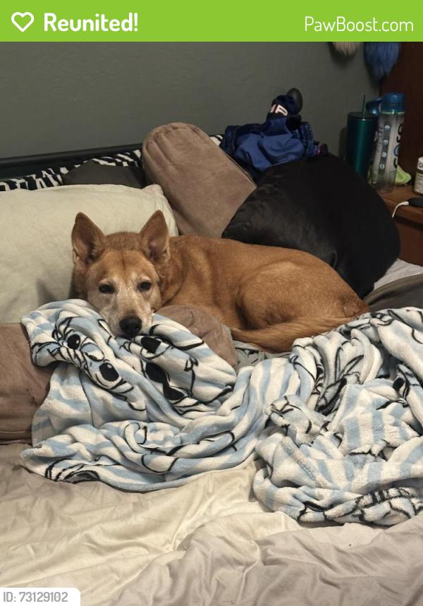 Reunited Female Dog last seen University and Longmore, Mesa, AZ 85201