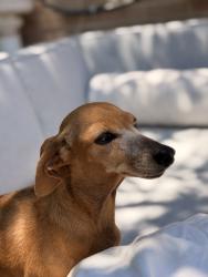 Reunited Female Dog last seen MLK near Home Depot, Denver, CO 80238