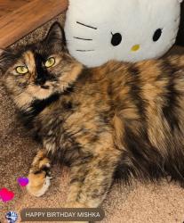 Reunited Female Cat last seen near the park, Burlington, Portland, OR 97203