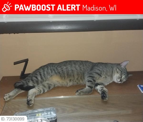 Lost Male Cat last seen Britta and Helena madison wi, Madison, WI 53711