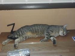 Lost Male Cat last seen Britta and Helena madison wi, Madison, WI 53711