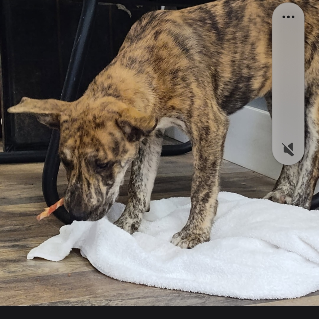 Shelter Stray Male Dog last seen , 1392 NW Shelter Gln, Lake City, FL 32055, USA