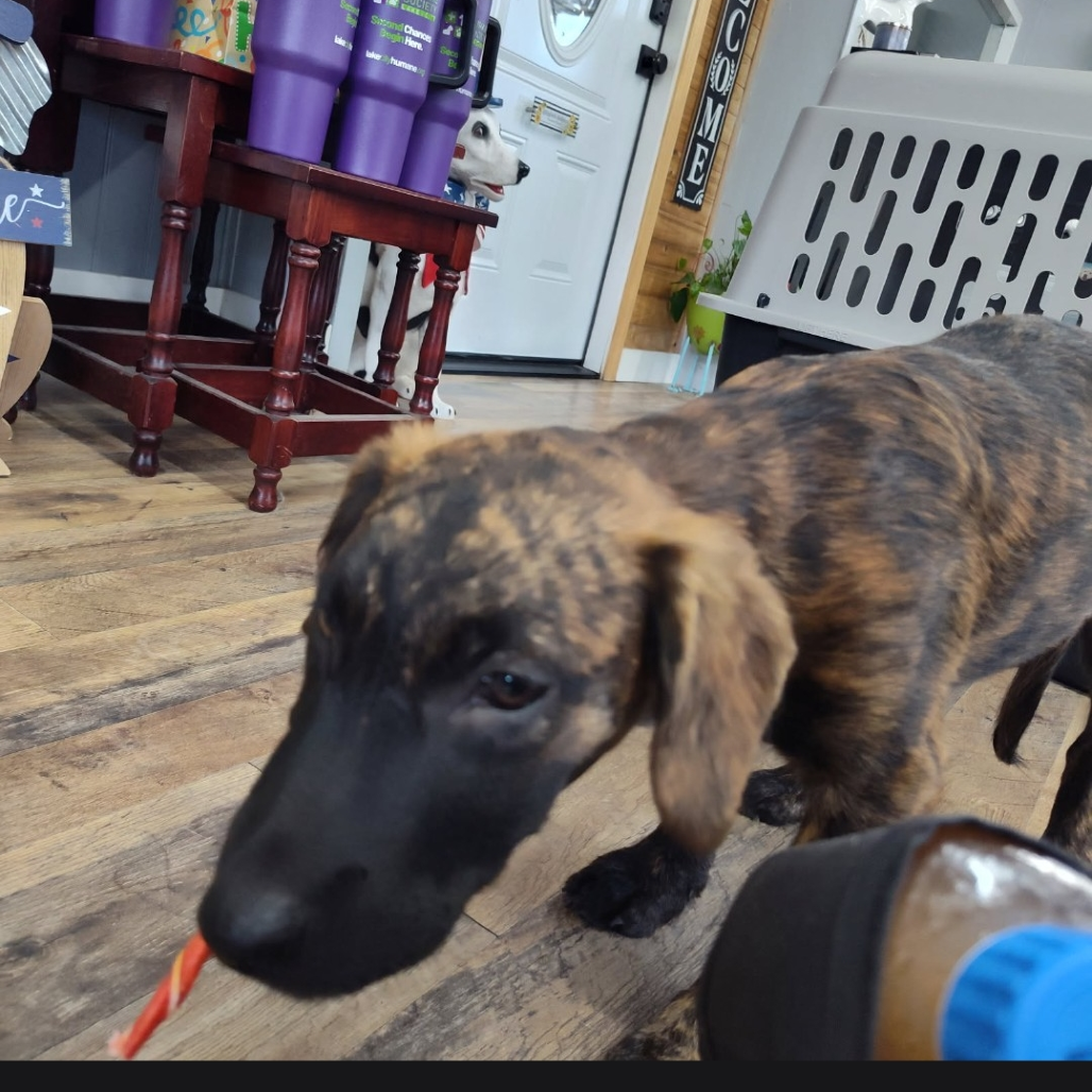 Shelter Stray Male Dog last seen , 1392 NW Shelter Gln, Lake City, FL 32055, USA