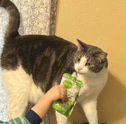 Reunited Female Cat last seen Buchanan and Fessenden, Portland, OR 97203