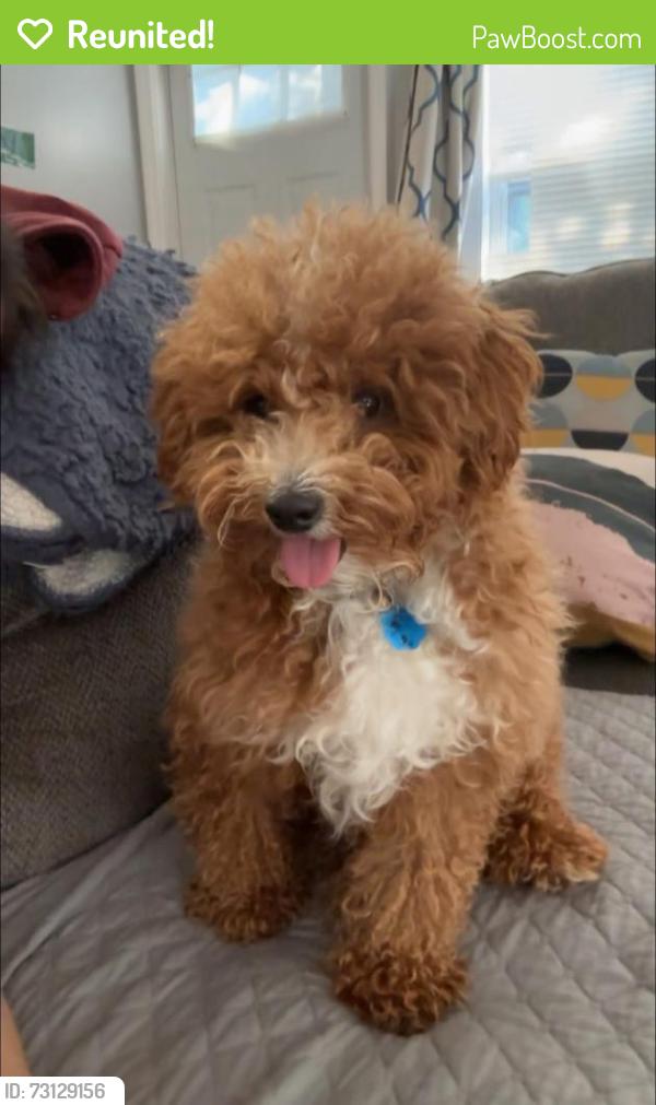 Reunited Male Dog last seen New Hyde park Area 11 Allen St, New Hyde Park, NY 11040