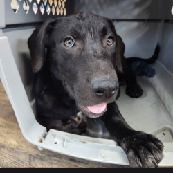 Shelter Stray Male Dog last seen , 1392 NW Shelter Gln, Lake City, FL 32055, USA