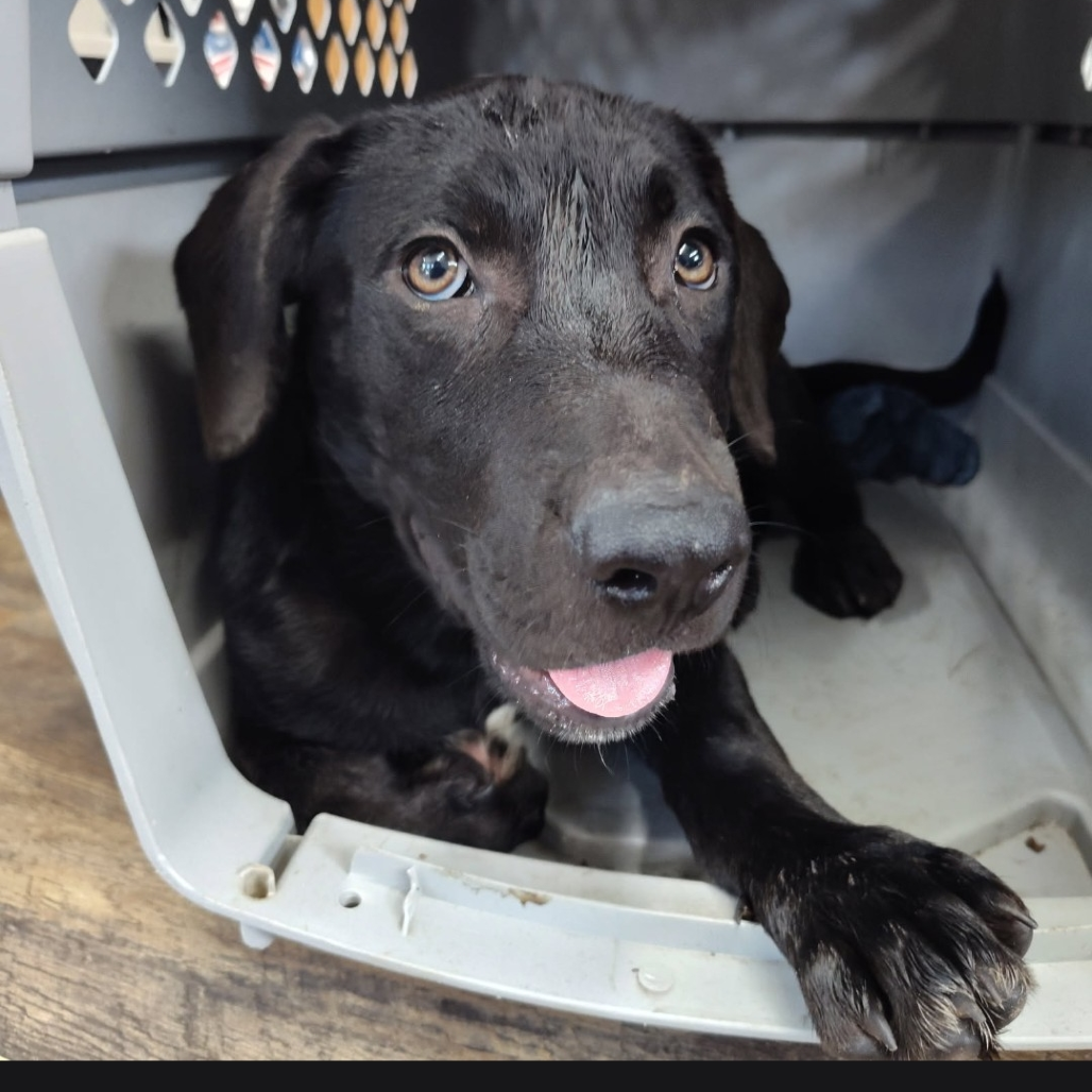Shelter Stray Male Dog last seen , 1392 NW Shelter Gln, Lake City, FL 32055, USA