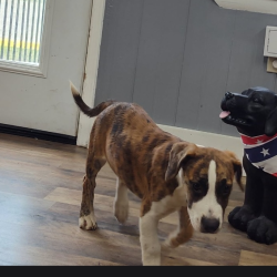 Shelter Stray Male Dog last seen , 1392 NW Shelter Gln, Lake City, FL 32055, USA