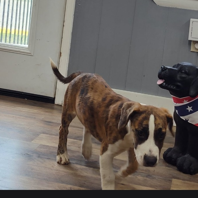 Shelter Stray Male Dog last seen , 1392 NW Shelter Gln, Lake City, FL 32055, USA
