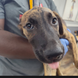 Shelter Stray Female Dog last seen , 1392 NW Shelter Gln, Lake City, FL 32055, USA