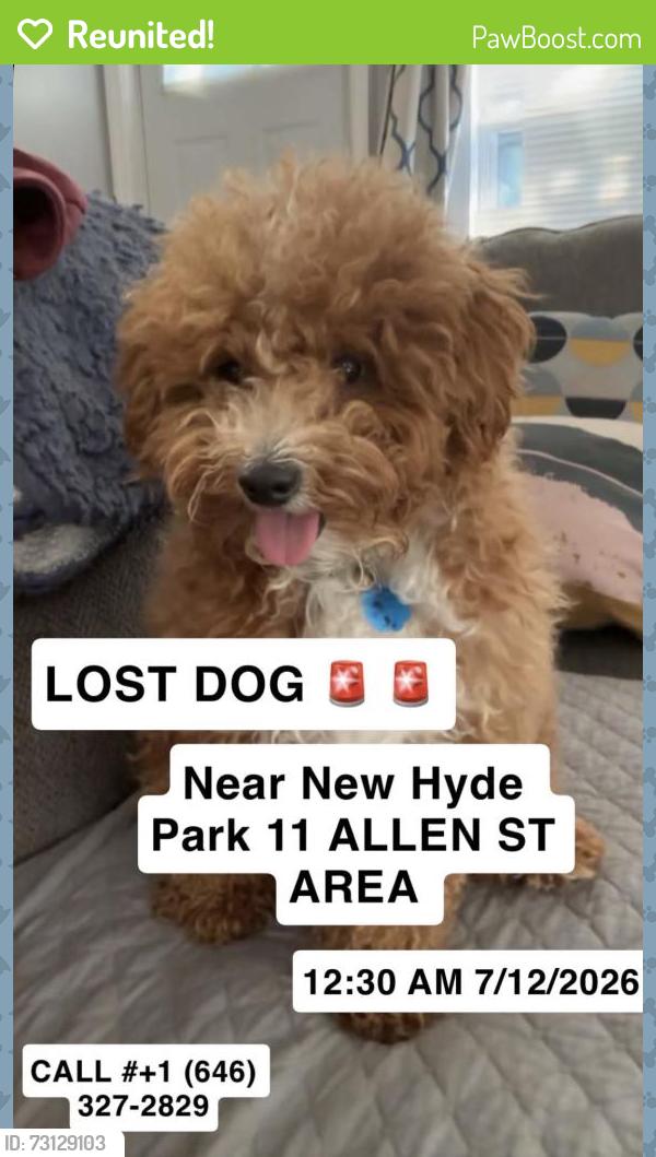 Reunited Male Dog last seen New Hyde Park Area 11 Allen st, New Hyde Park, NY 11040