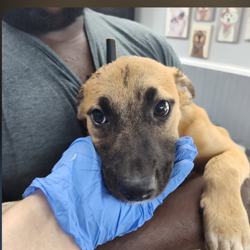 Shelter Stray Female Dog last seen , 1392 NW Shelter Gln, Lake City, FL 32055, USA