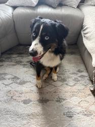 Reunited Male Dog last seen Near Frozen cow, Kennesaw, GA 30144