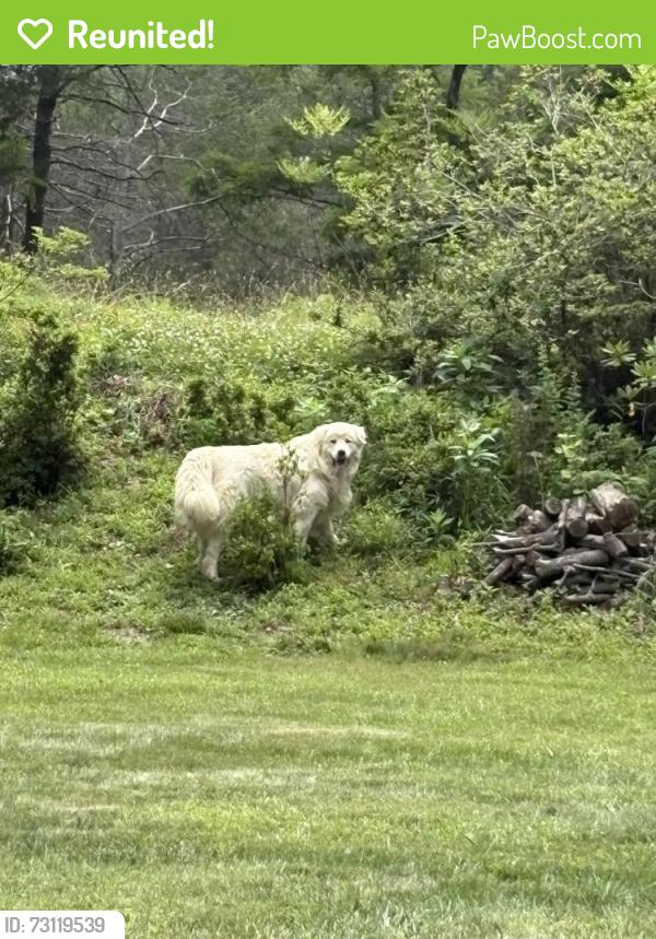 Reunited Male Dog last seen Cliff mill road, Warrenton, VA 20186