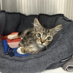 Shelter Stray Male Cat last seen , 361 S Raymond Ave, Pasadena, CA 91105, USA