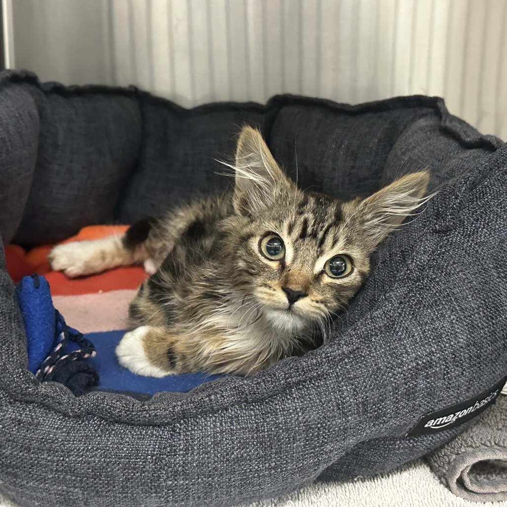 Shelter Stray Male Cat last seen , 361 S Raymond Ave, Pasadena, CA 91105, USA