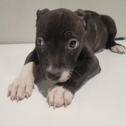 Shelter Stray Female Dog last seen , 3607 N Armenia Ave, Tampa, FL 33607, USA
