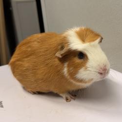 Shelter Stray Male Other last seen , 3607 N Armenia Ave, Tampa, FL 33607, USA