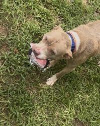 Lost Female Dog last seen FairPlay ballpark, Douglasville, GA 30135