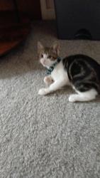 Reunited Female Cat last seen Warwick Road Emscote road, Warwickshire, England 