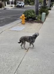 Found/Stray Female Dog last seen Fireside St & Warner St, Oceanside, CA 92058