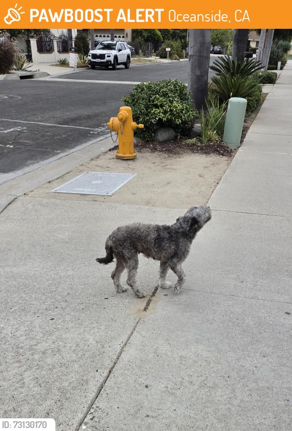 Found/Stray Female Dog last seen Fireside St & Warner St, Oceanside, CA 92058