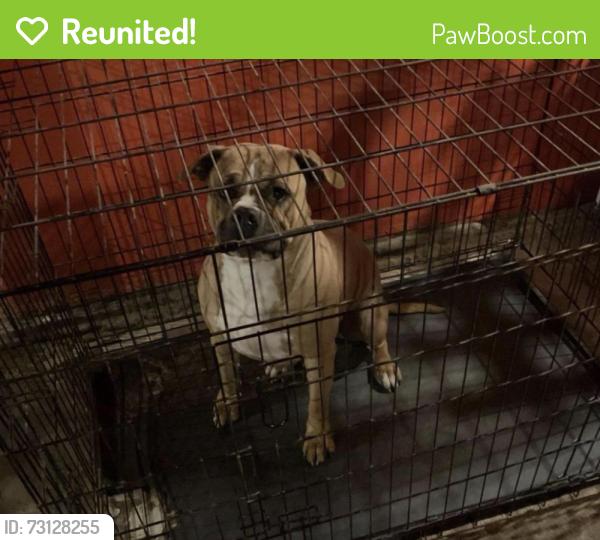 Reunited Female Dog last seen Near Taft Ave, St. Louis, MO 63116, USA, St. Louis, MO 63116