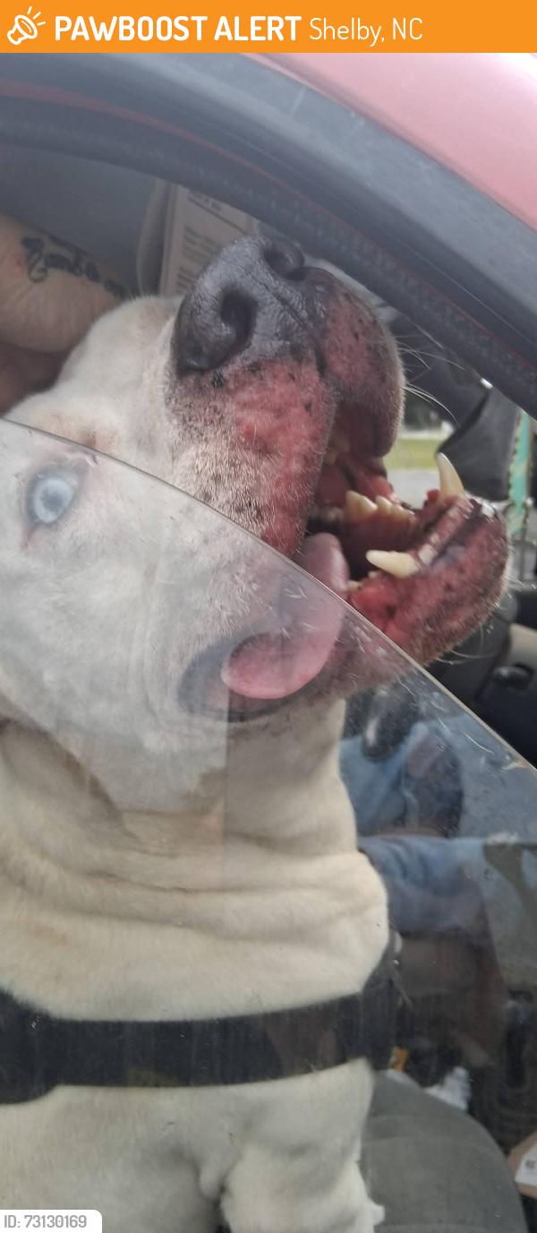 Found/Stray Male Dog last seen Dollar General, Shelby, NC 28150
