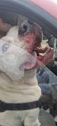 Found/Stray Male Dog last seen Dollar General, Shelby, NC 28150