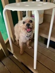 Reunited Male Dog last seen Also Gauley River, Stone Mountain, GA 30087