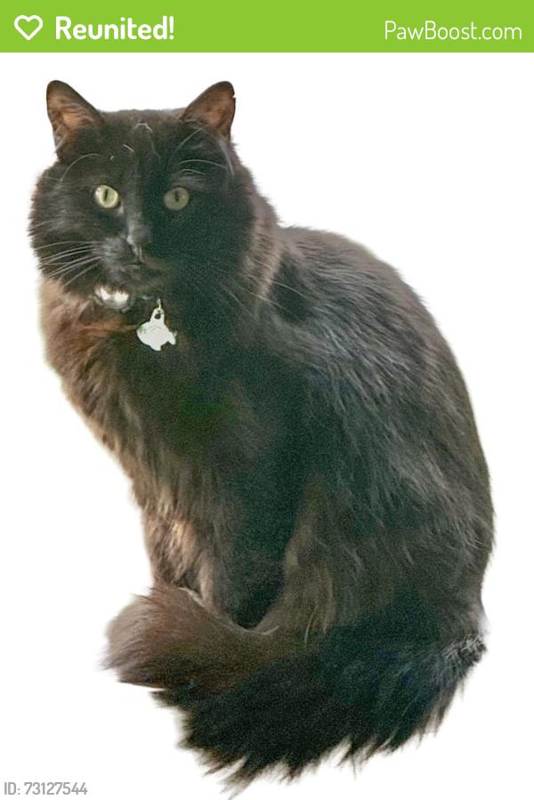 Reunited Male Cat last seen 11th Ave Sw & SW Barton St, Seattle, WA 98106