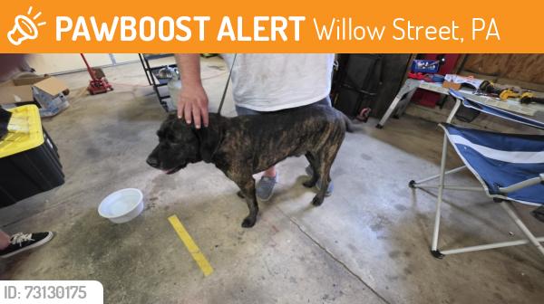 Found/Stray Male Dog last seen Locust lane and Dorian drive, Willow Street, PA 17584
