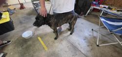 Found/Stray Male Dog last seen Locust lane and Dorian drive, Willow Street, PA 17584