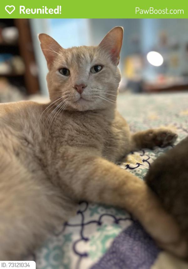 Reunited Male Cat last seen Near 15th Street palm harbor, Palm Harbor, FL 34683