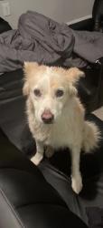 Reunited Female Dog last seen Near Fairbanks N Houston Rd, Houston, TX 77064, USA, Houston, TX 77064