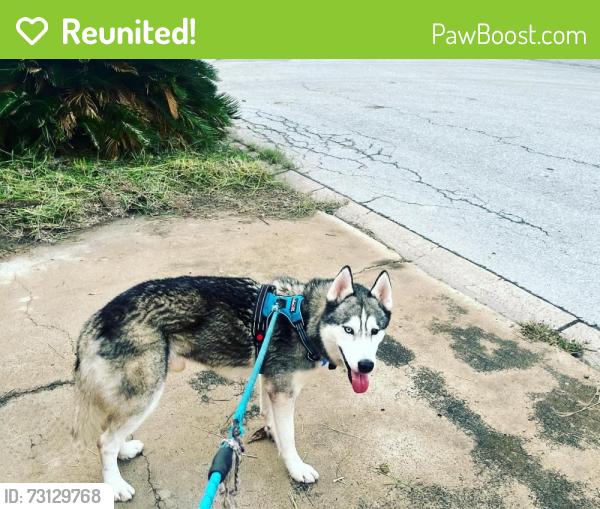 Reunited Male Dog last seen McAllen dog park, McAllen, TX 78501