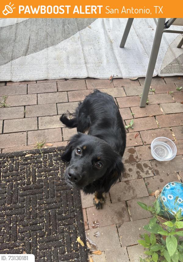 Found/Stray Female Dog last seen Potranco and 1604, San Antonio, TX 78251