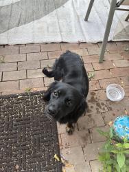 Found/Stray Female Dog last seen Potranco and 1604, San Antonio, TX 78251