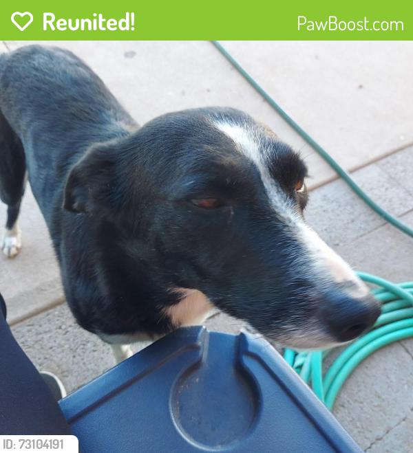 Reunited Female Dog last seen La Canda & Calle de Cobre, Sahuarita, AZ 85629